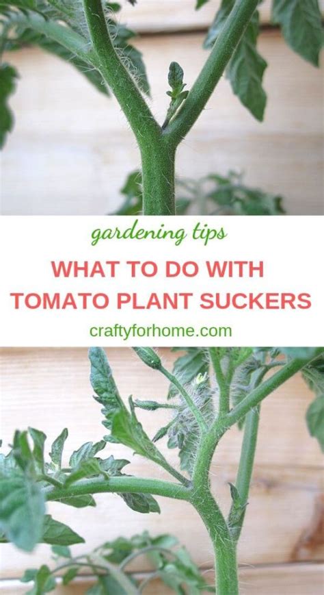 What To Do With Tomato Plant Suckers Crafty For Home