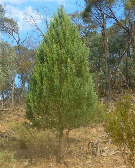 Cypress Pines Australian Native Trees Australian Trees Australian