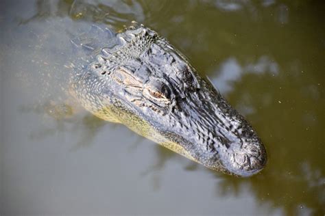 Alligator On Kiawah Island Smithsonian Photo Contest Smithsonian