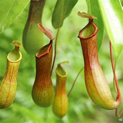 Planta Carnívora Curiosidades E Cuidados Para Cultivar Em Casa