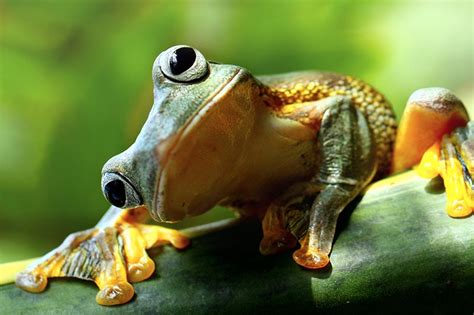 Pobierz to zdjęcie petbarn everything for pets do celów redakcyjnych teraz. 5 Alternative Pets You Can Keep In Australia | Petbarn