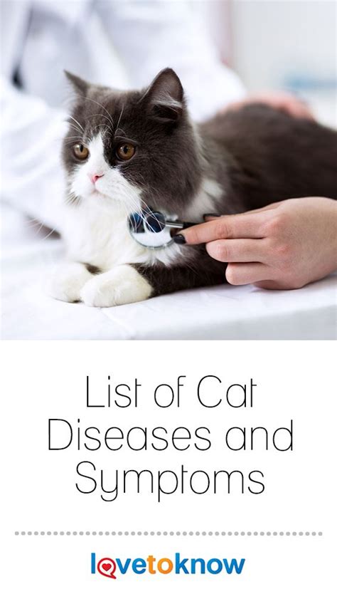 List Of Cat Diseases And Symptoms Lovetoknow Cat Diseases Cat