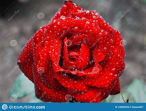 Dew Drops On Gorgeous Red Rose Bud Stock Photo Image Of Nature Pink