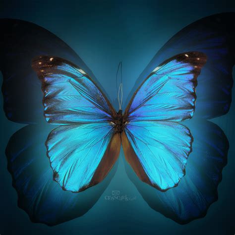 Free Download Butterflies Images 3d Butterfly Wallpaper Wallpaper