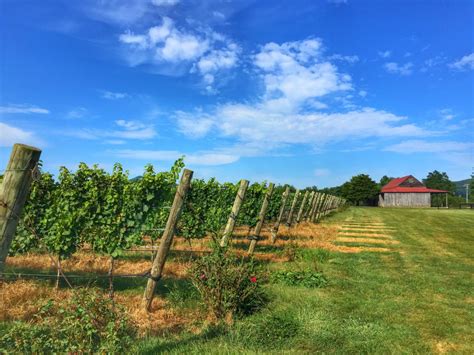 Charlottesville Vineyards Breweries Cideries And Orchards