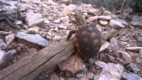A Wild Baby Desert Tortoise Youtube