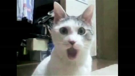 Shocked Cat Omg Face Youtube