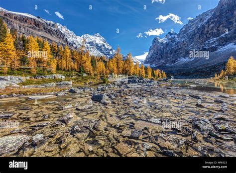 Autumn At The Opabin Plateau With Golden Larch Trees High In The Alpine