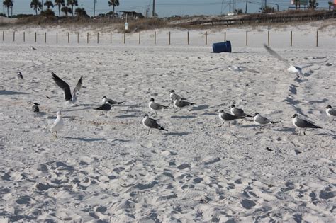 Beach Birds Tif Pic Flickr