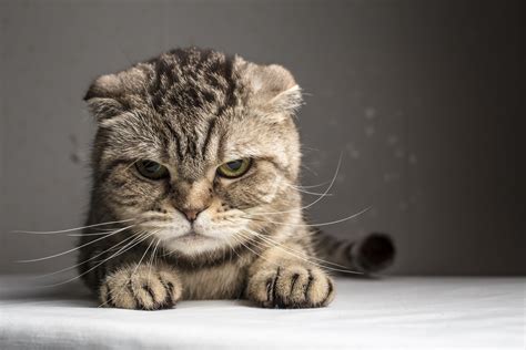 Kitten Hitting Owner In Viral Video Needs Anger Management Classes