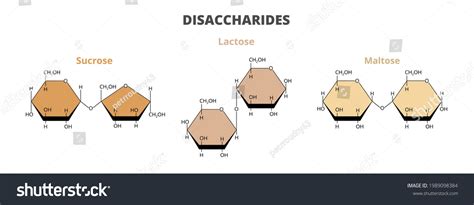 Disaccharide Images Photos Et Images Vectorielles De Stock