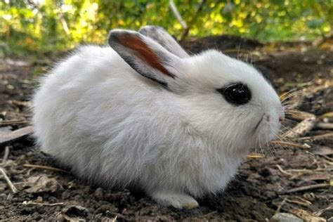 10 Cutest White Rabbit Breeds With Pictures Pet Keen