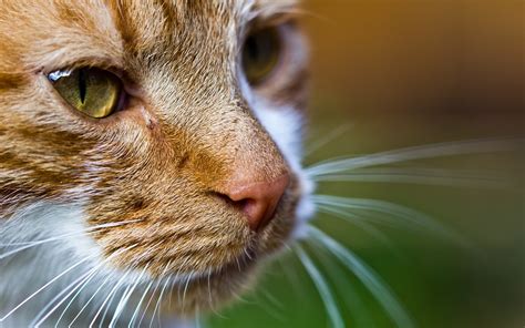 Wallpaper Animals Depth Of Field Nose Whiskers Eye Fauna