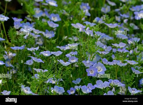 Baby Blue Eyes Flower Hi Res Stock Photography And Images Alamy