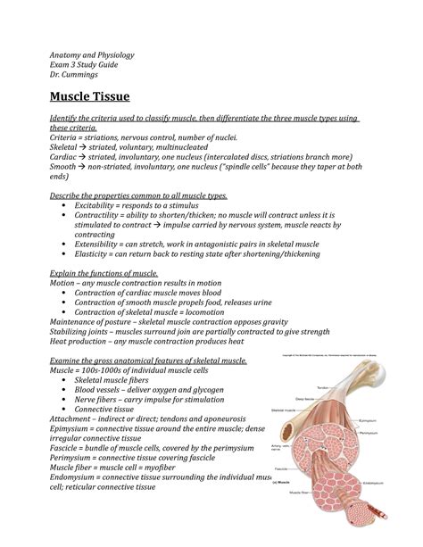 Anatomy And Physiology Unit 3 Exam Study Guide Answers Study Poster