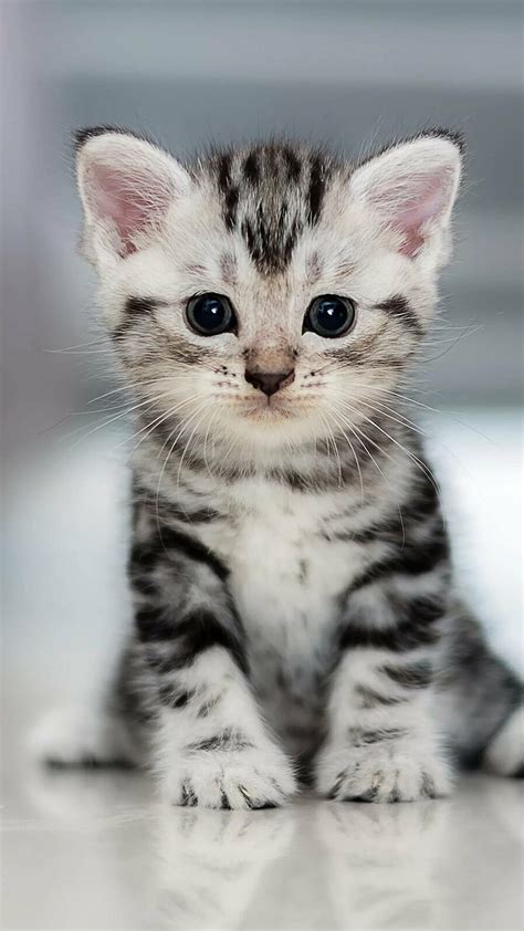 Cute Baby Cat Cute Cat Kitten Hd Phone Wallpaper Pxfuel