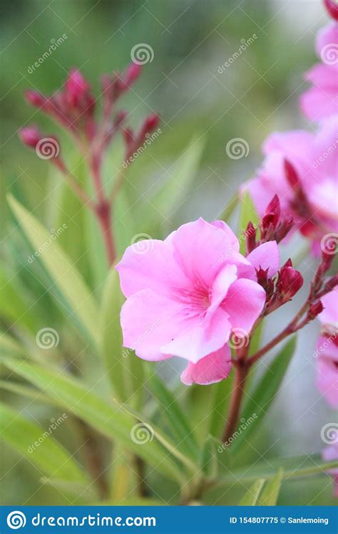 Light Pink Oleander Flower And Leaves Background Stock Image Image Of