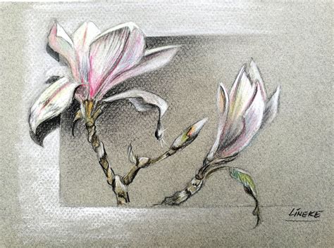 Magnolia Blossom In Pastel Pencil Drawings Pencil Drawings Drawing