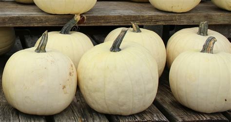 10 Types Of Pumpkins To Grow