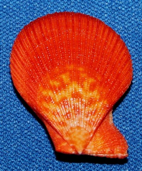 Seashell Sea Shell Florida Orange Pecten Caribachlamys