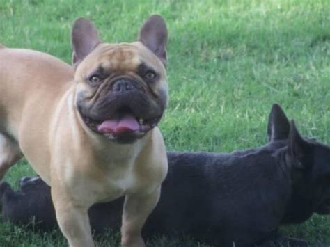 We have the best french bulldogs you will find anywhere in the world. Adult AKC French Bulldog Female for Sale in Moreno Valley ...