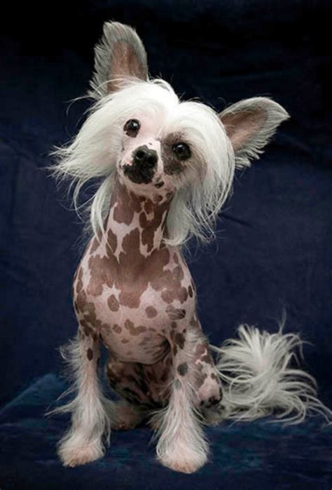 22 Of The Most Unusual Looking Dogs Of This Earth
