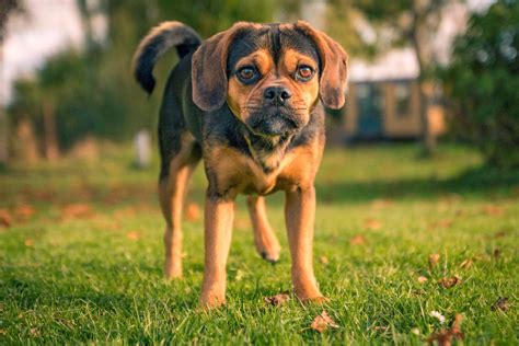 Puggle Dog Breed Information And Characteristics