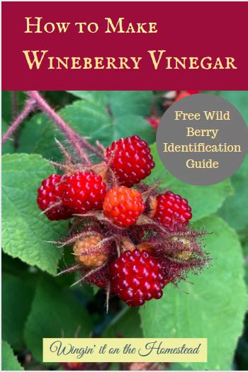 Wineberries Are An Awesome Summer Threat That Are Fun To Eat Right From