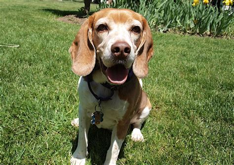 225 Awesome Beagle Names Pethelpful