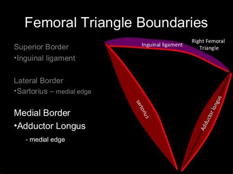 Femoral Triangle Borders