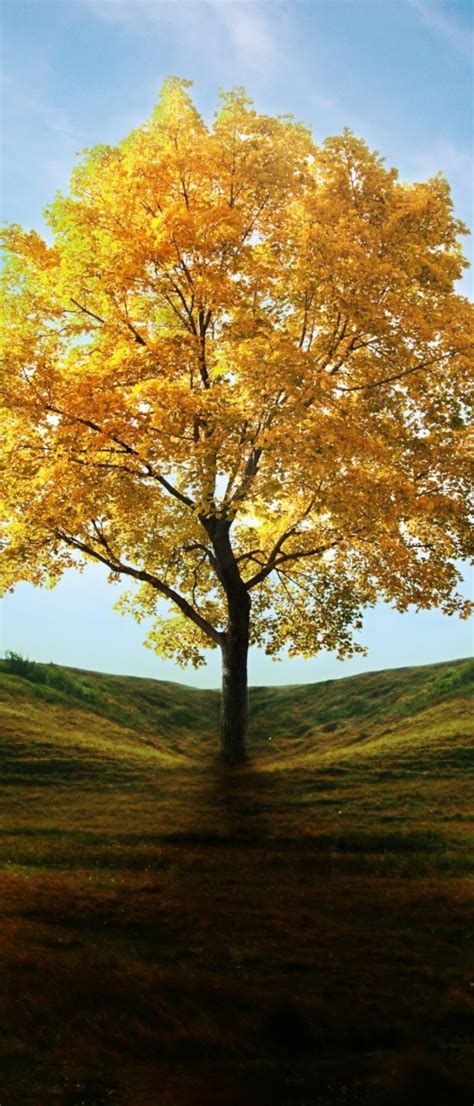 1080x2520 Field With Lone Tree In Autumn 1080x2520 Resolution Wallpaper
