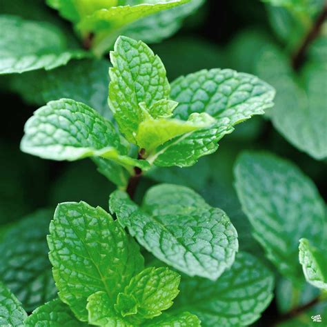 Mint Peppermint — Green Acres Nursery And Supply