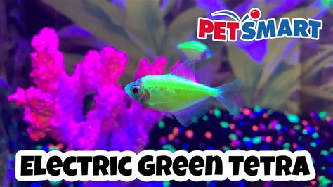 Petsmart Glofish Electric Green Tetra Youtube