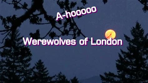 Warren Zevon Werewolves Of London Youtube