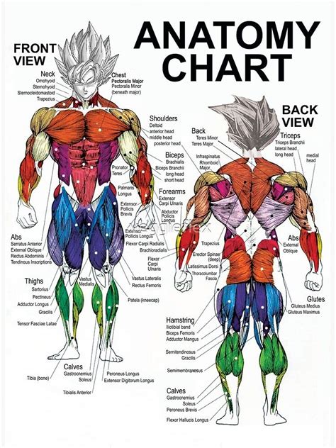 Pegatina Saiyan Anatomy Chart Muscle Diagram Anime Workout De Veggieflex Muscle Chart