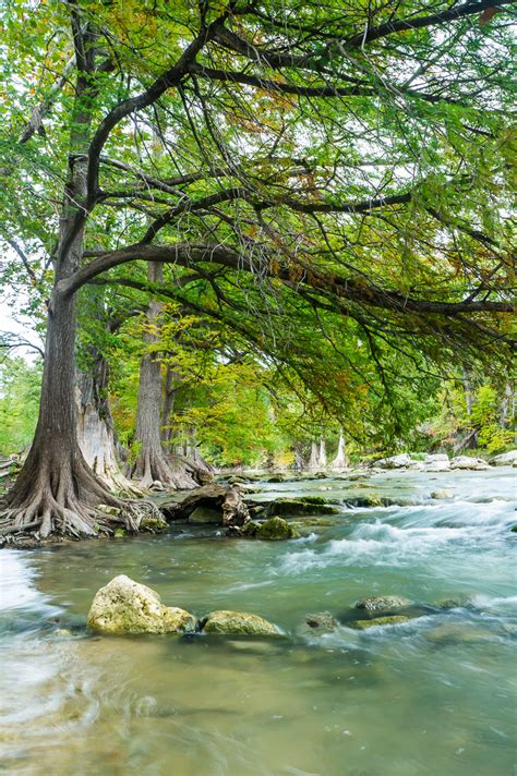 Bald Cypress Trees In Guadalupe River Tx Picture Photo Print