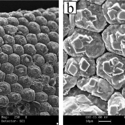 Pdf Sustainable Superheated Water Hydrolysis Of Black Soldier Fly