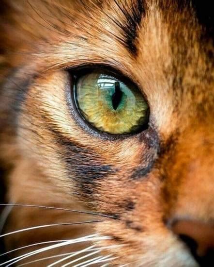 Photographic Print Beautiful Tabby Cat Potrait With Green Eyes By Zanna