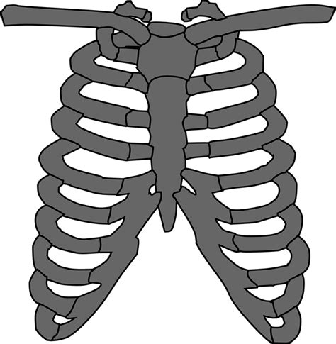 Discover 77 free rib cage png images with transparent backgrounds. Kostenlose Vektorgrafik: Brustkorb, Skelett, Grau ...