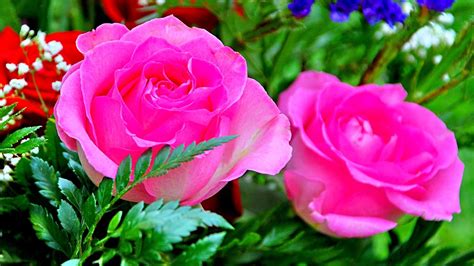 Rose Flower Wallpaper Hd Free Downloadflowerflowering Plantpetal