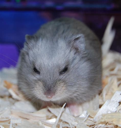 Hamster For Adoption Dwarf Hamsters A Hamster In Brooklyn Ny
