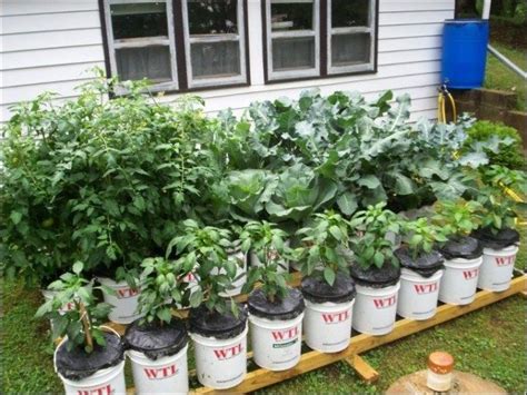 How To Plant A Garden In 5 Gallon Buckets 23 Best Images About 5