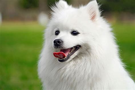 Are Spitz Breeds Affectionate