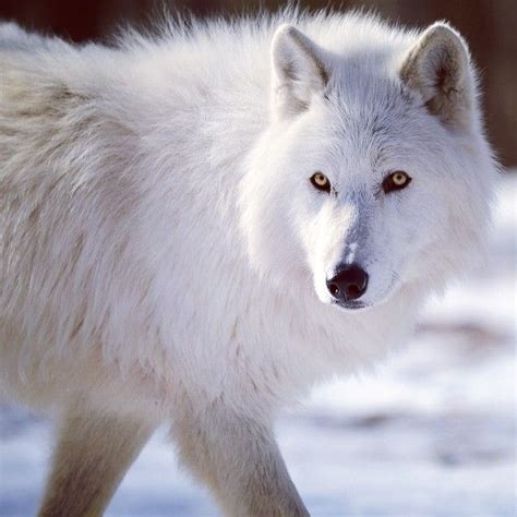 A White Wolfdog Wolf Dog Wolf Love Wolf Walking