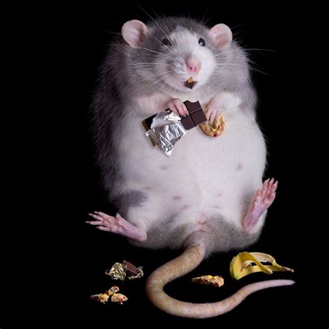 Cute Rats Pet Rats Funny Rats