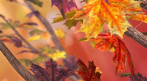Fall Wallpapers Top Free Fall Backgrounds Wallpaperaccess