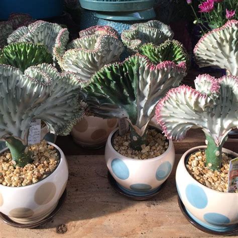 Delray Plants Coral Cactus 4 In Seafoam Marcy Pot Coralmarcysea The