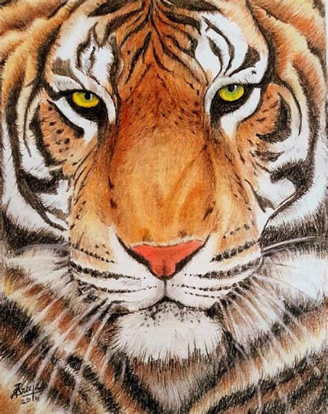 Artstation Siberian Tiger Colour Pencil Drawing Vlr Eng Br