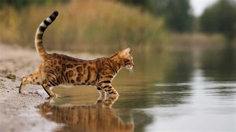 10 Cat Breeds That Love Water Catit