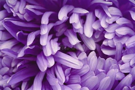 Violet Aster Flower Closeup Chrysanthemum Type Full Frame Background